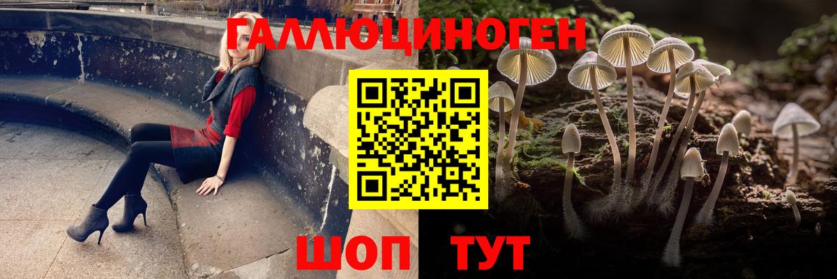 Псилоцибиновые грибы Psilocybe Кинель
